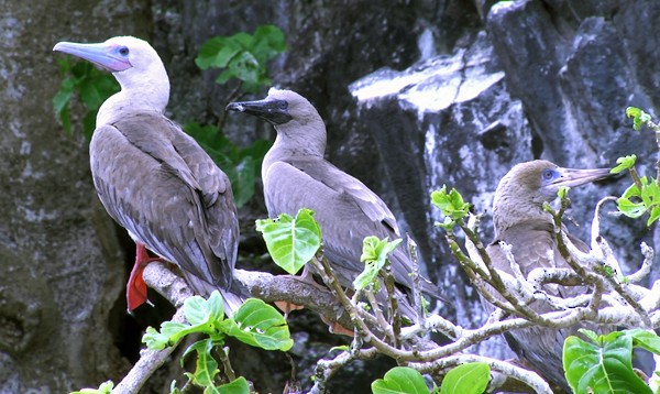 Red-footed Booby (Indopacific) - ML205037411