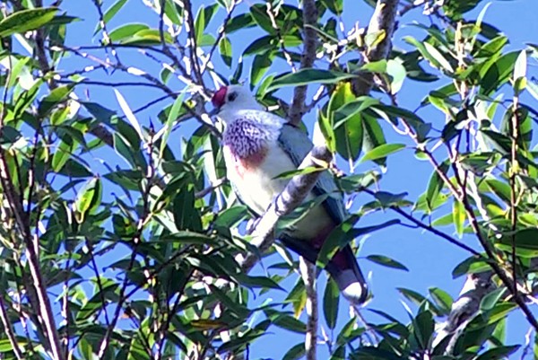 Many-colored Fruit-Dove - ML205037421