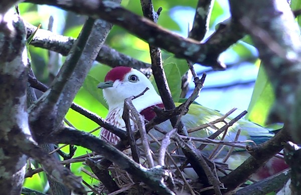 Many-colored Fruit-Dove - ML205037441