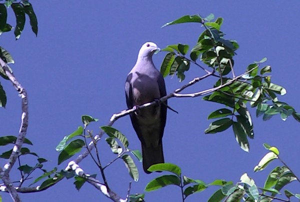 Peale's Imperial-Pigeon - ML205037471