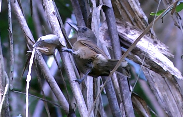 Fiji Shrikebill (Fiji) - Josep del Hoyo
