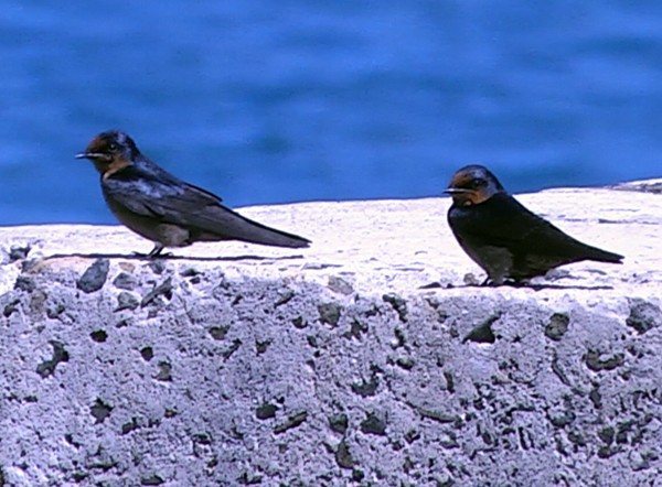 Pacific Swallow (Pacific) - Josep del Hoyo