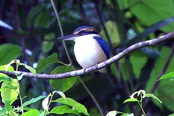 Pacific Kingfisher (Fiji) - ML205037631