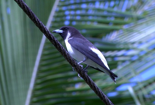 Fiji Woodswallow - ML205037711