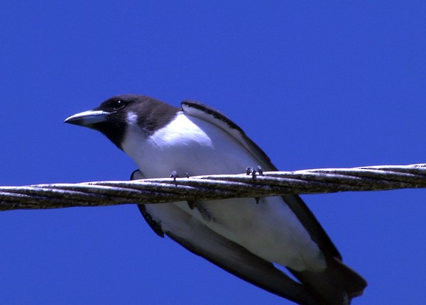 Fiji Woodswallow - Josep del Hoyo