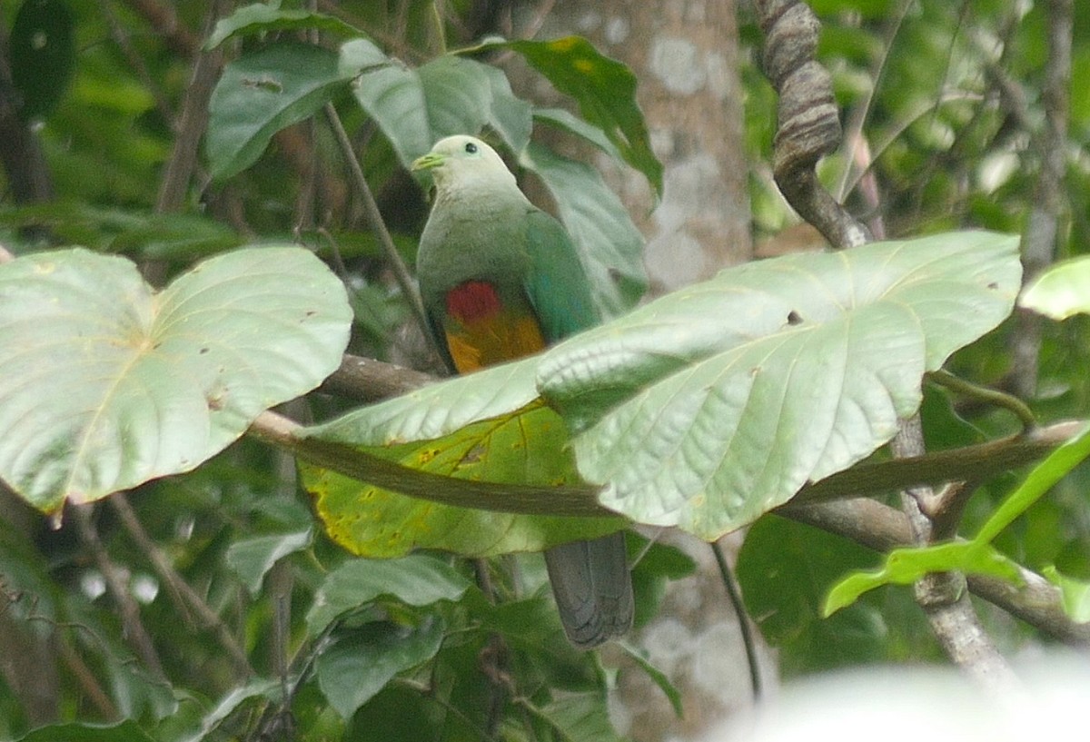 Scarlet-breasted Fruit-Dove - ML205037951