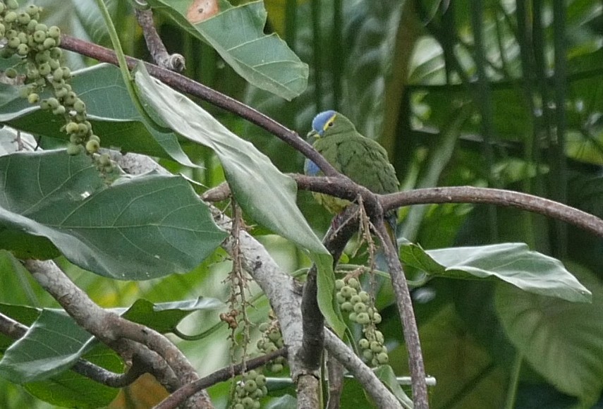 Blue-capped Fruit-Dove - ML205037991