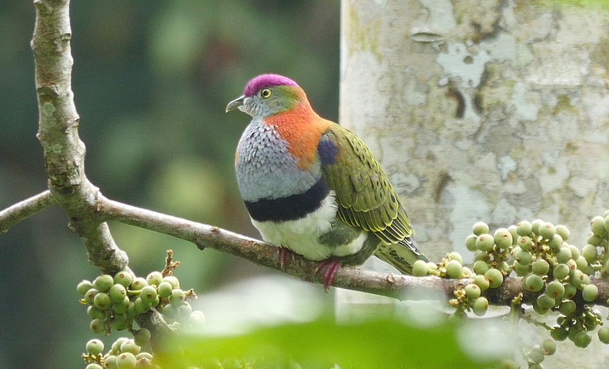 Superb Fruit-Dove (Eastern) - ML205038011