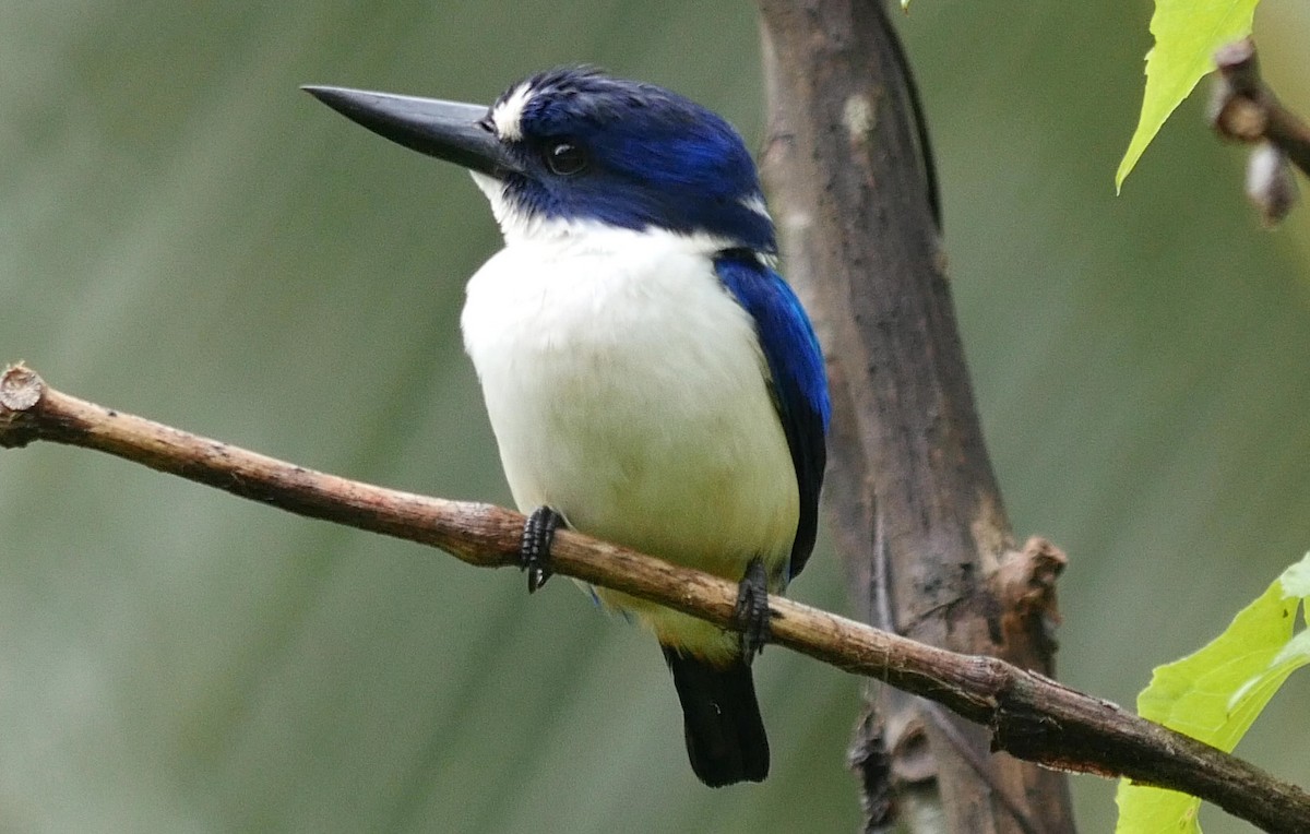 Blue-and-white Kingfisher - ML205038101