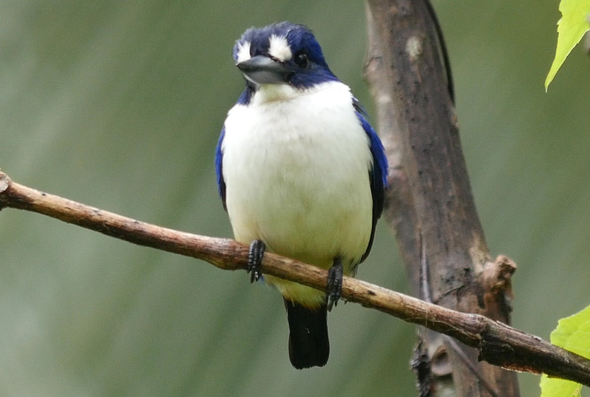 Blue-and-white Kingfisher - ML205038111