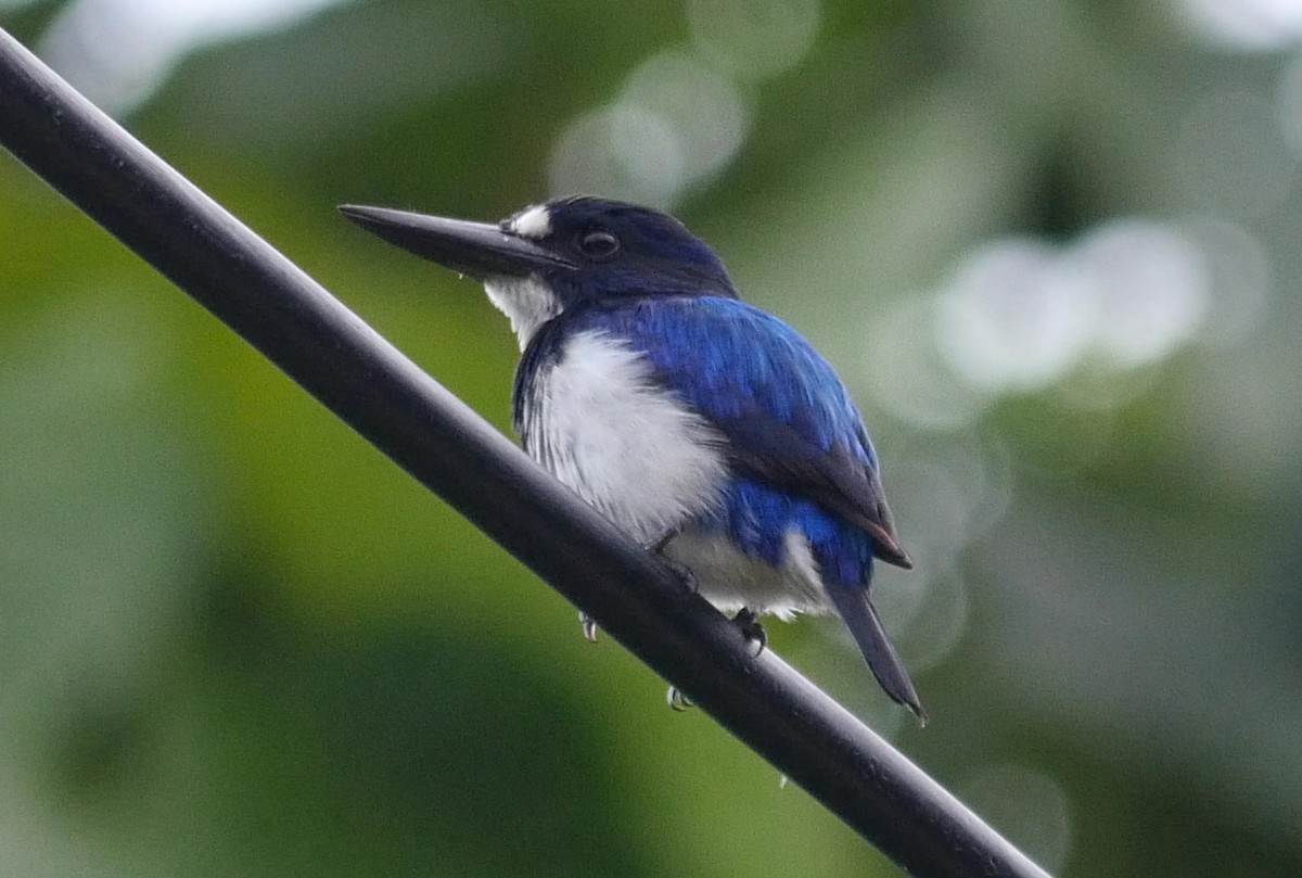 Blue-and-white Kingfisher - ML205038121