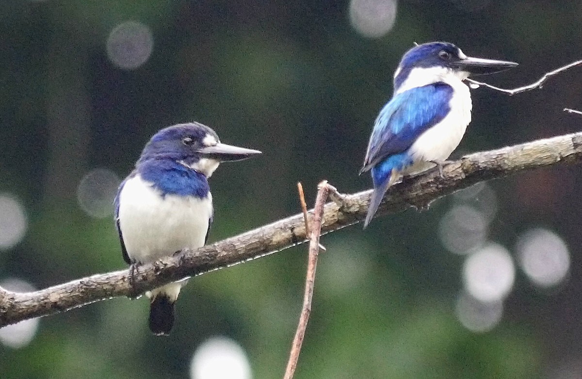 Blue-and-white Kingfisher - ML205038131