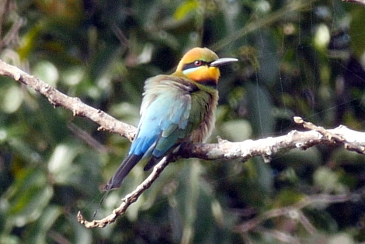 Rainbow Bee-eater - ML205038231