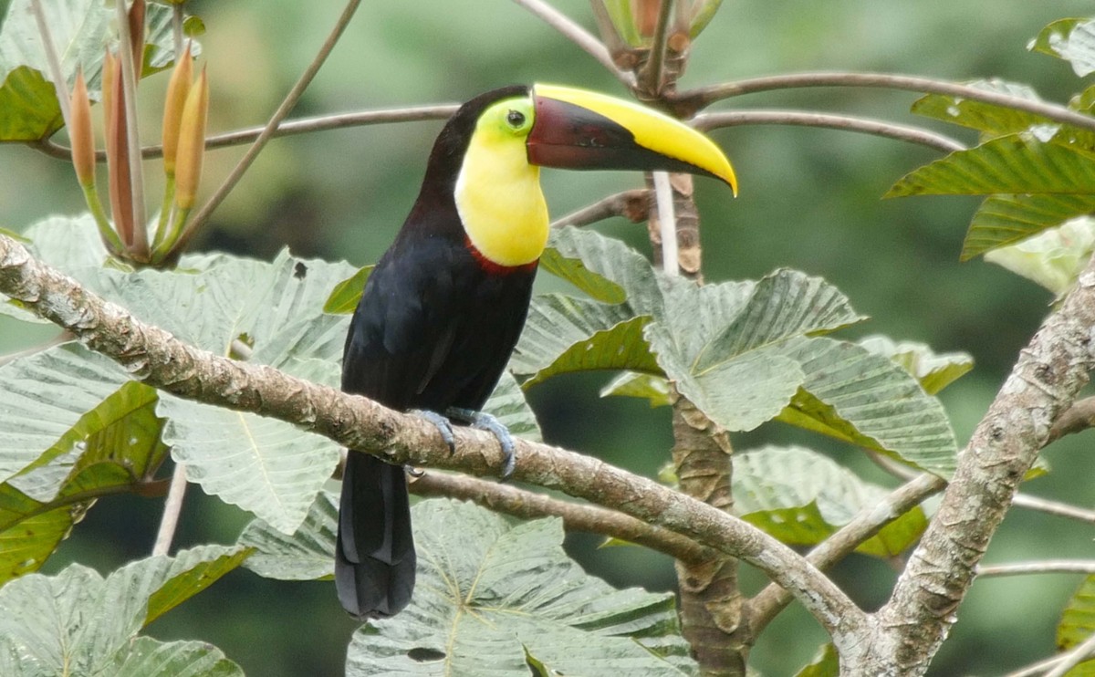 Yellow-throated Toucan (Chestnut-mandibled) - ML205038351
