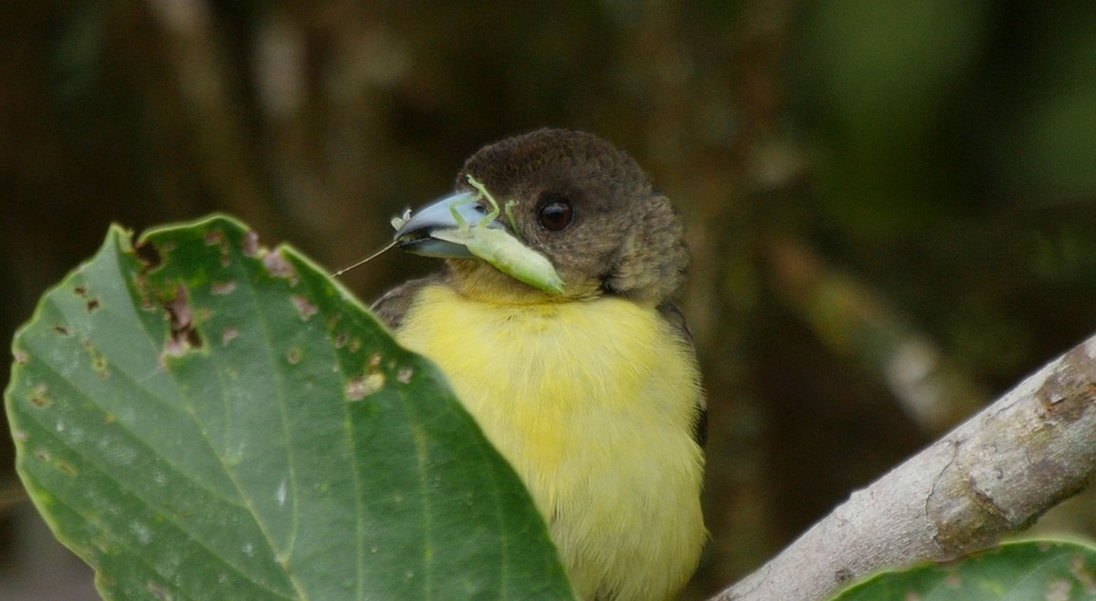 Flame-rumped Tanager (Lemon-rumped) - ML205038371