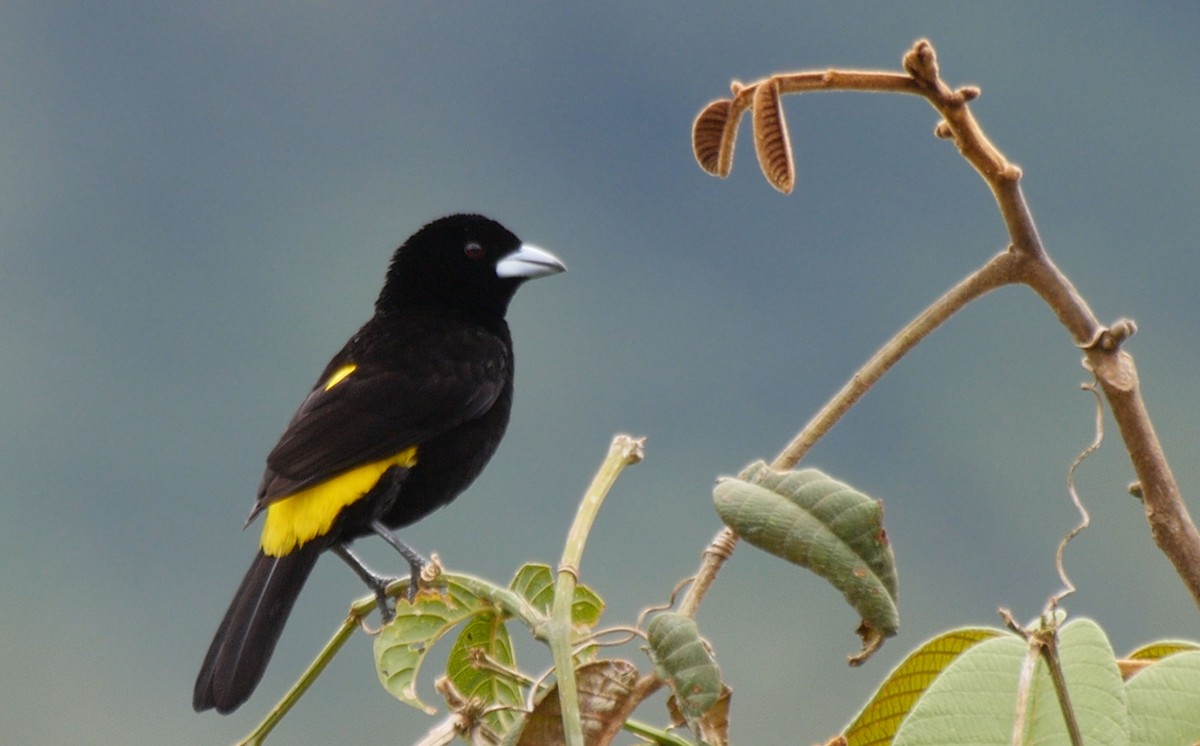 Flame-rumped Tanager (Lemon-rumped) - ML205038381