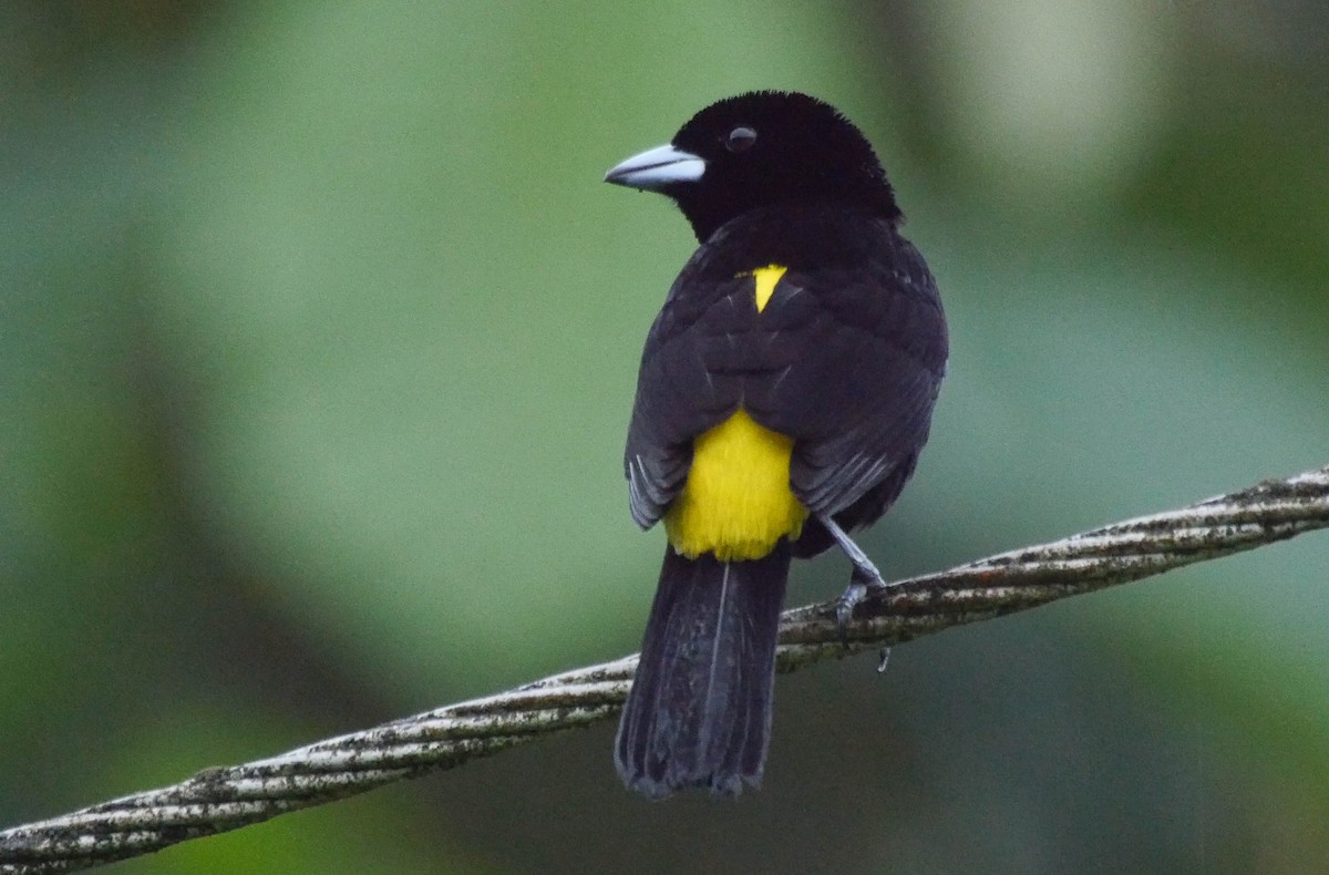Flame-rumped Tanager (Lemon-rumped) - ML205038391