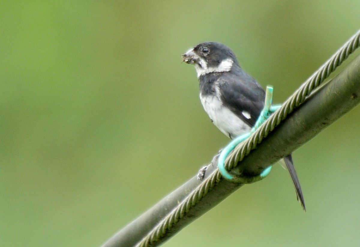 Variable Seedeater (Variable) - ML205038421
