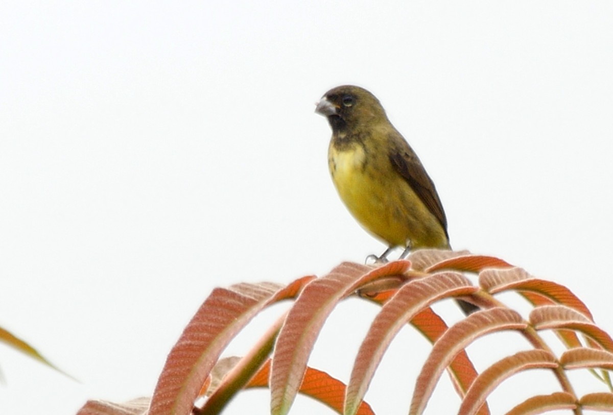 Yellow-bellied Seedeater - ML205038431