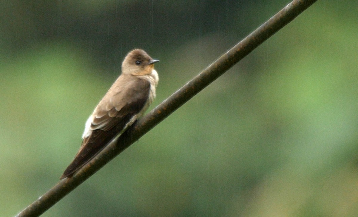 Southern Rough-winged Swallow - ML205038441