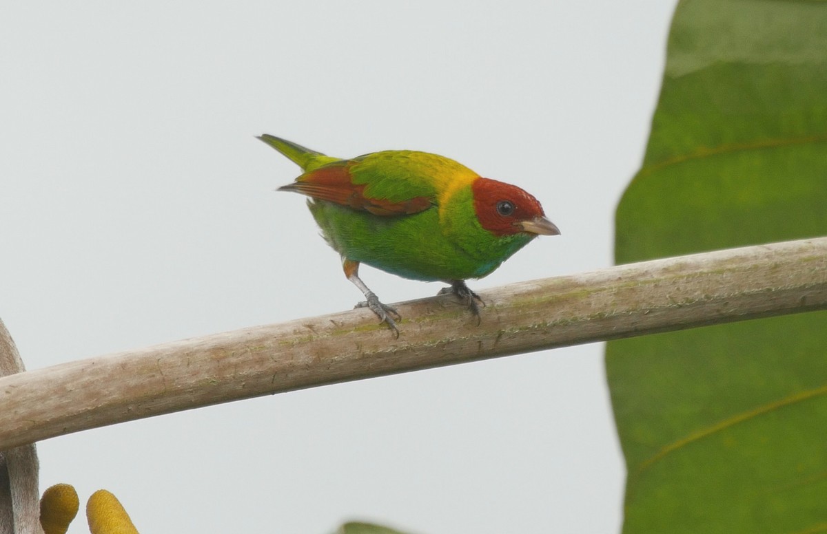 Rufous-winged Tanager - ML205038471