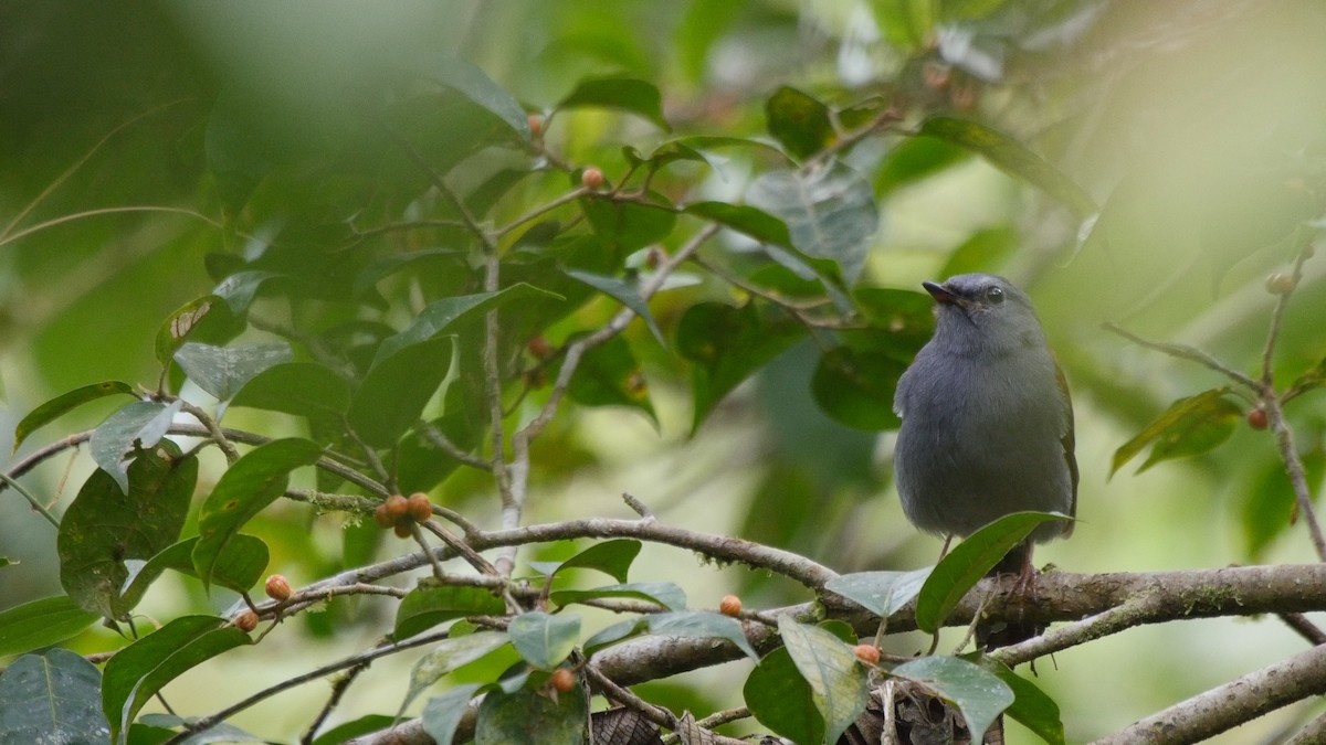 Andean Solitaire (plumbeiceps) - ML205038631