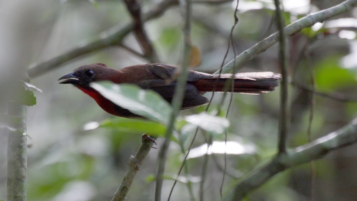 Red-throated Ant-Tanager (Red-throated) - Josep del Hoyo