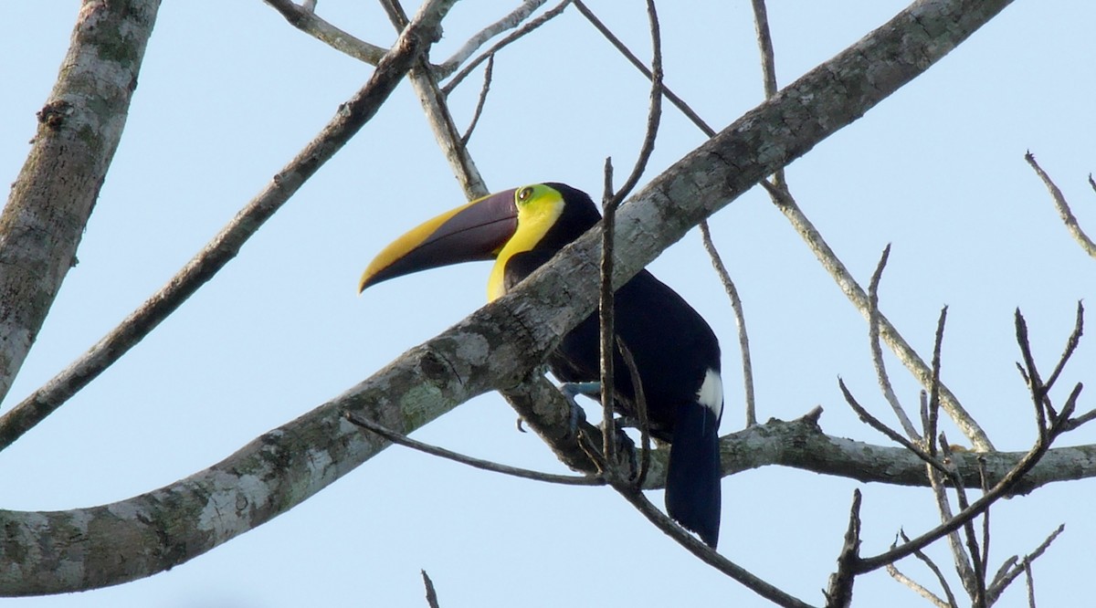 Yellow-throated Toucan (Chestnut-mandibled) - ML205038891