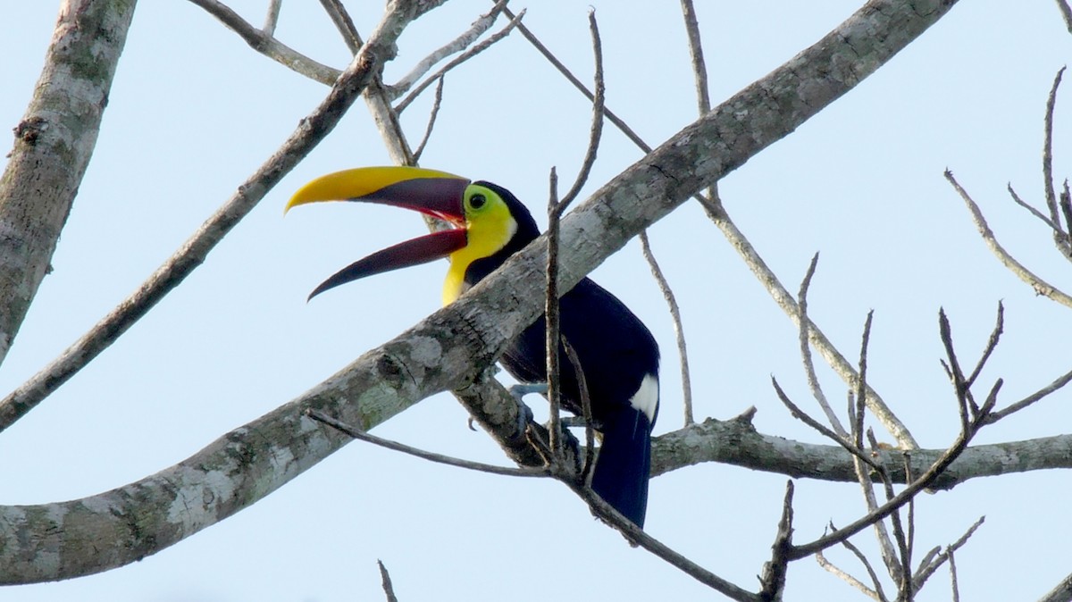 Toucan tocard (swainsonii) - ML205038901
