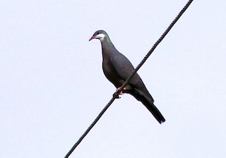 Metallic Pigeon (Metallic), ML205039251