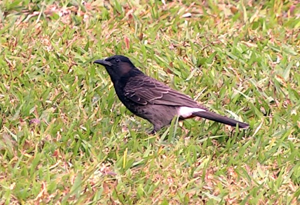 Red-vented Bulbul - ML205039541