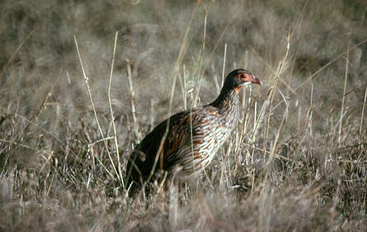 Gray-breasted Spurfowl - ML205039561