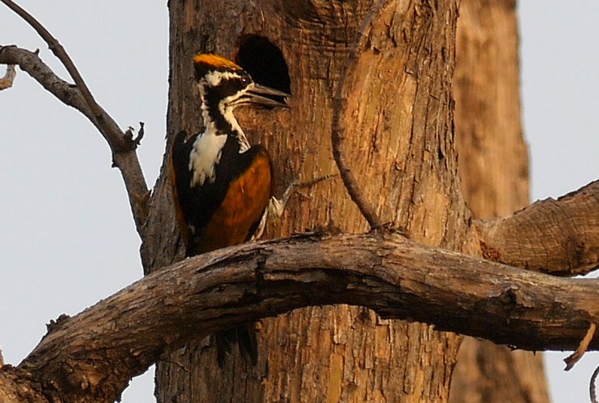 White-naped Woodpecker - Josep del Hoyo