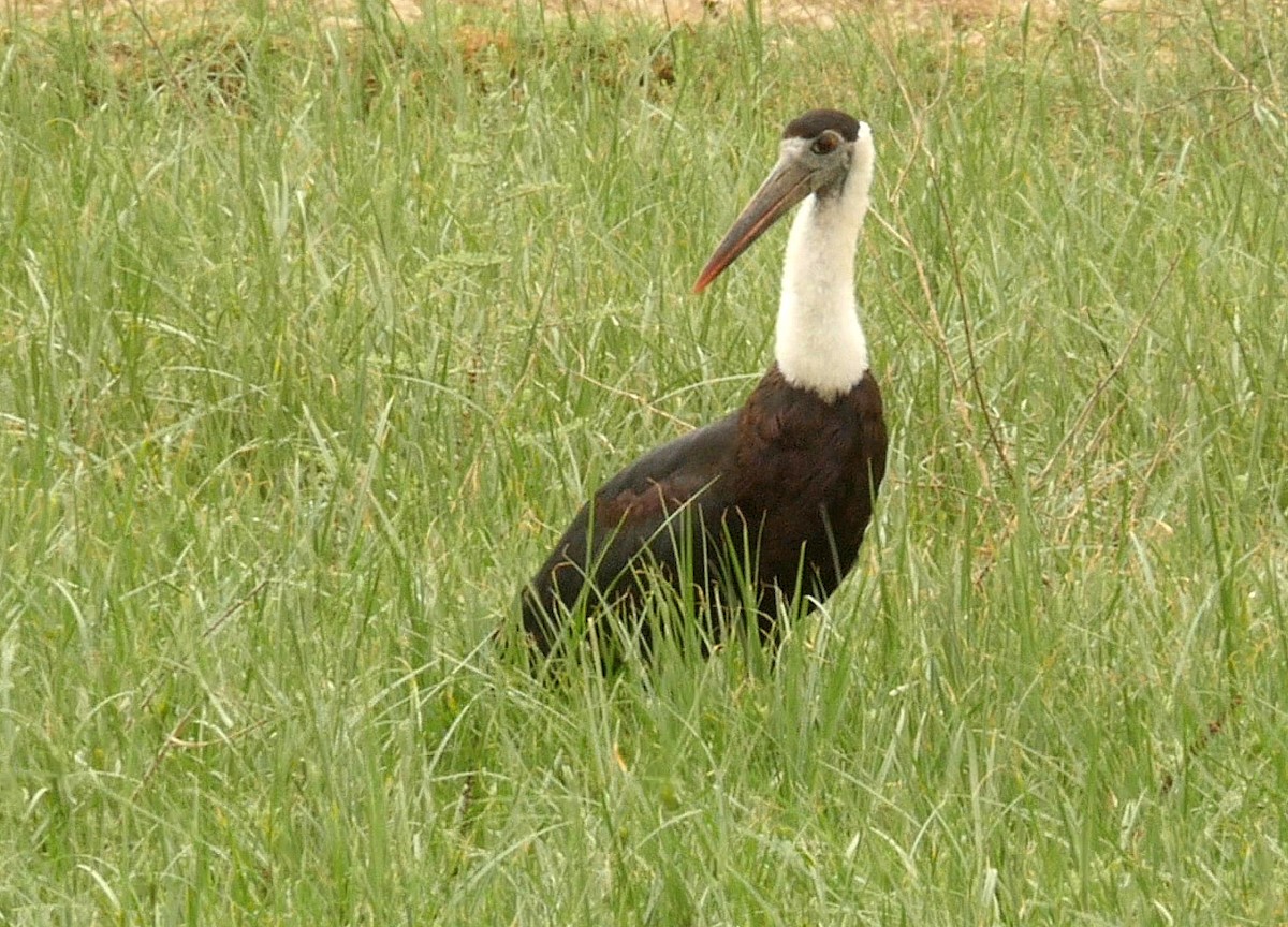 Asian Woolly-necked Stork - ML205039801