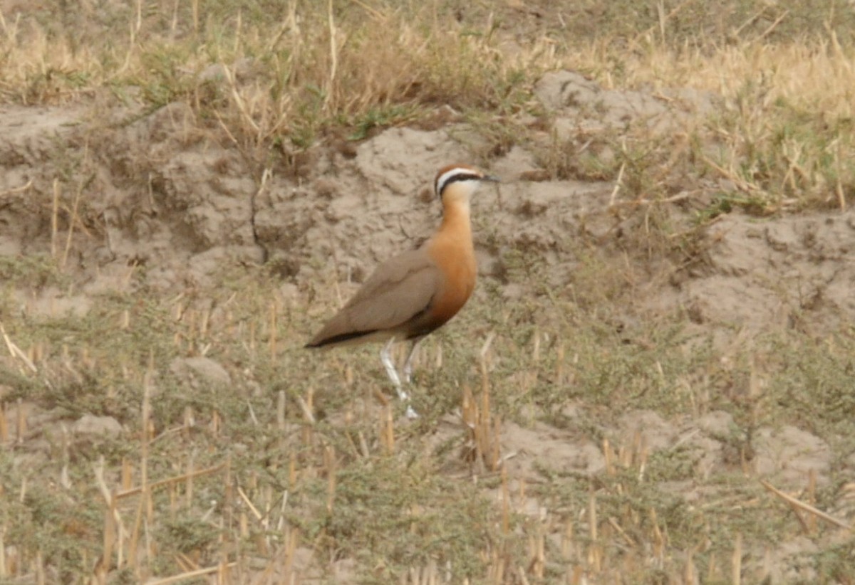 Indian Courser - ML205039831