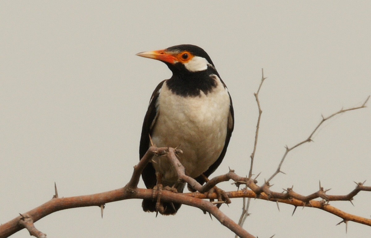 Indian Pied Starling - ML205039871