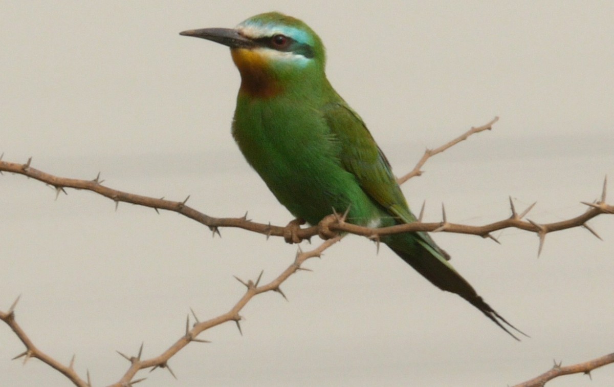 Blue-cheeked Bee-eater - Josep del Hoyo