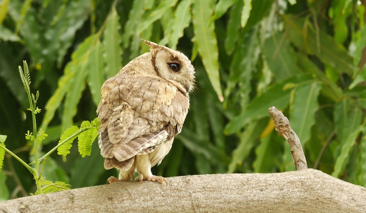 Indian Scops-Owl - ML205039921