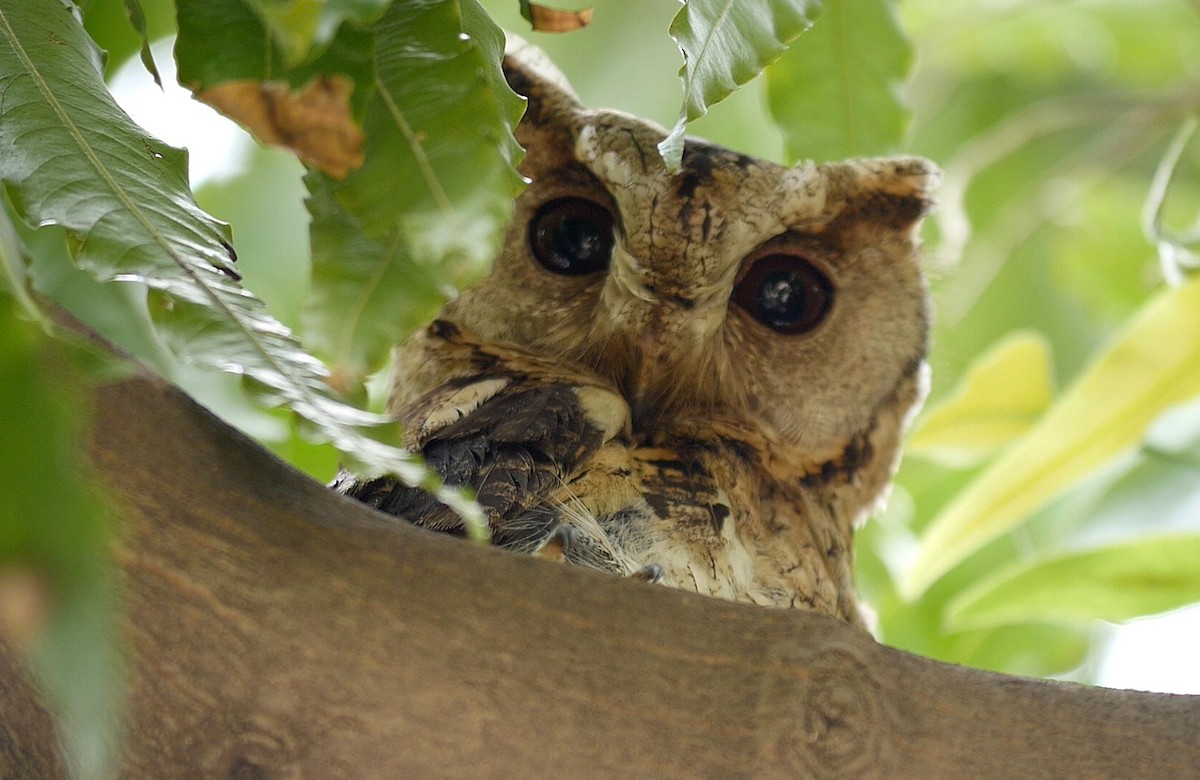 Indian Scops-Owl - Josep del Hoyo