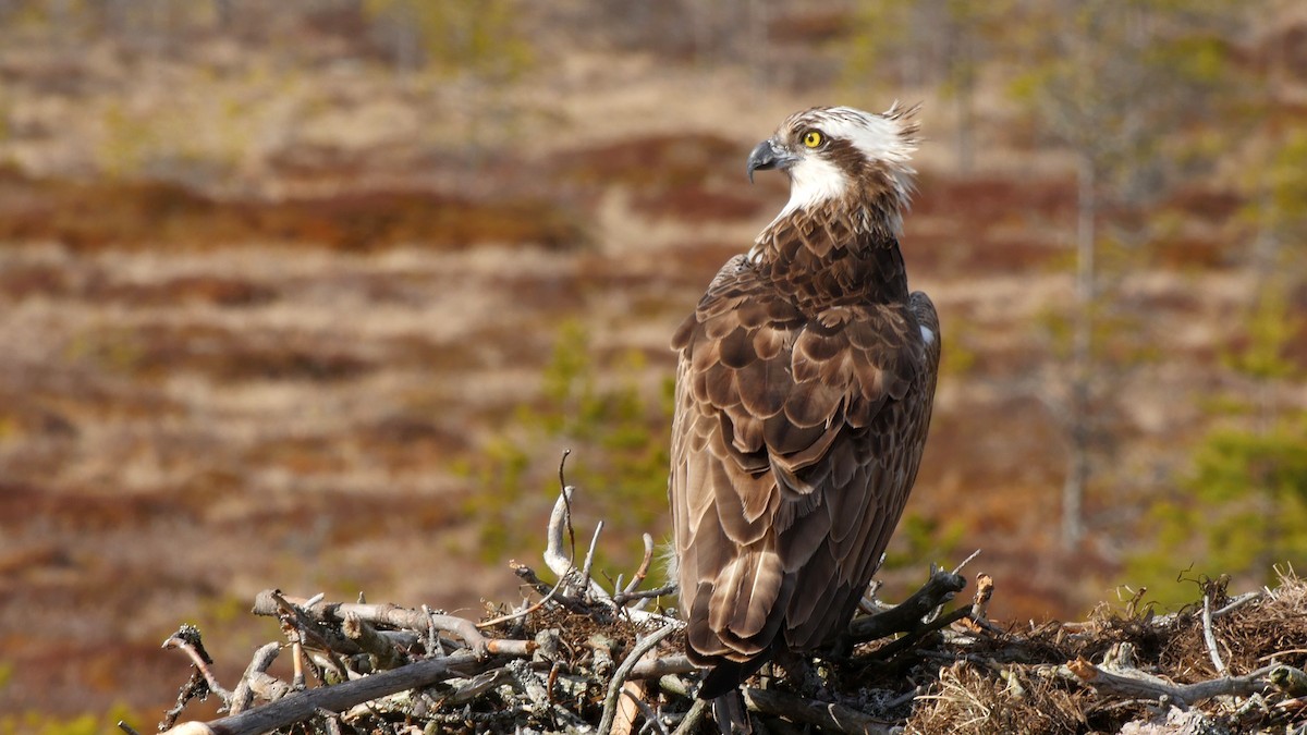 Águila Pescadora (haliaetus) - ML205040271