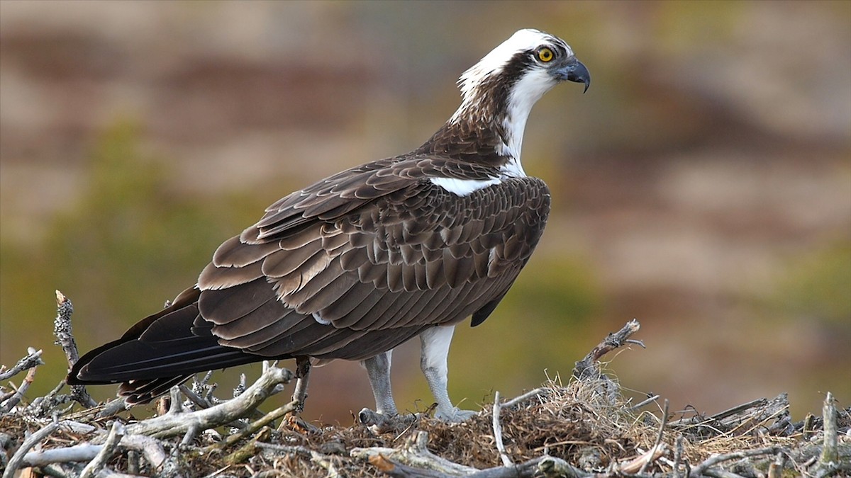 Águila Pescadora (haliaetus) - ML205040291