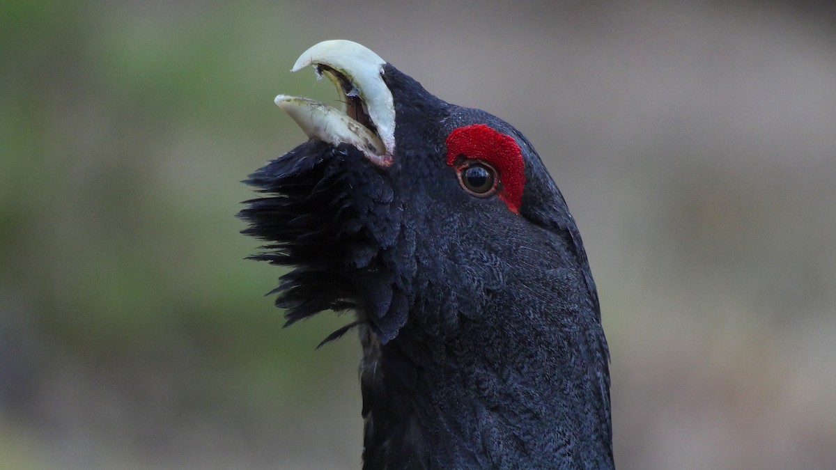 Western Capercaillie - Josep del Hoyo