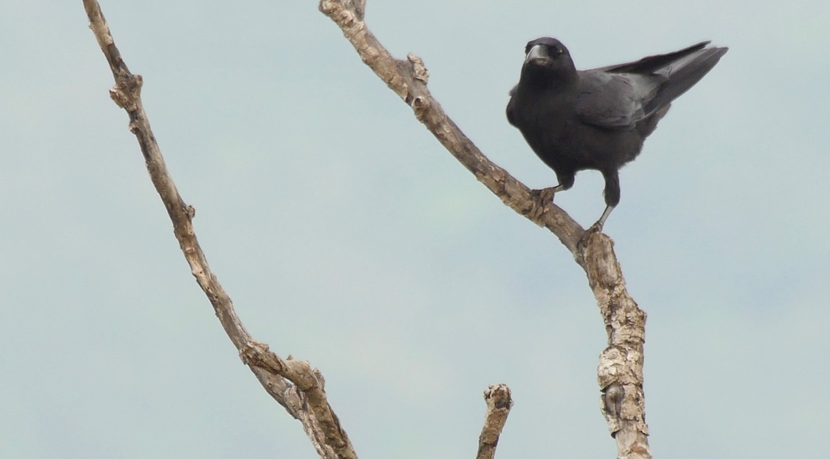 Large-billed Crow (Large-billed) - Josep del Hoyo