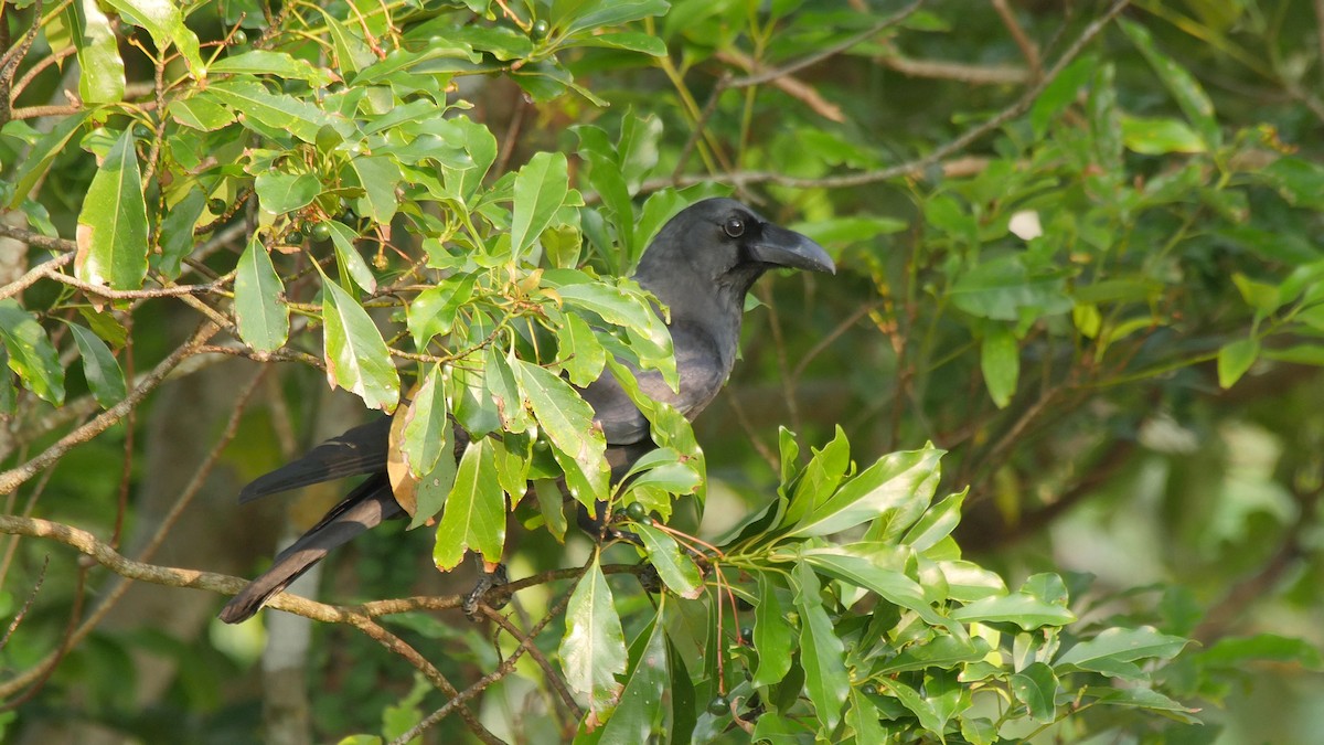 Large-billed Crow (Large-billed) - ML205040651