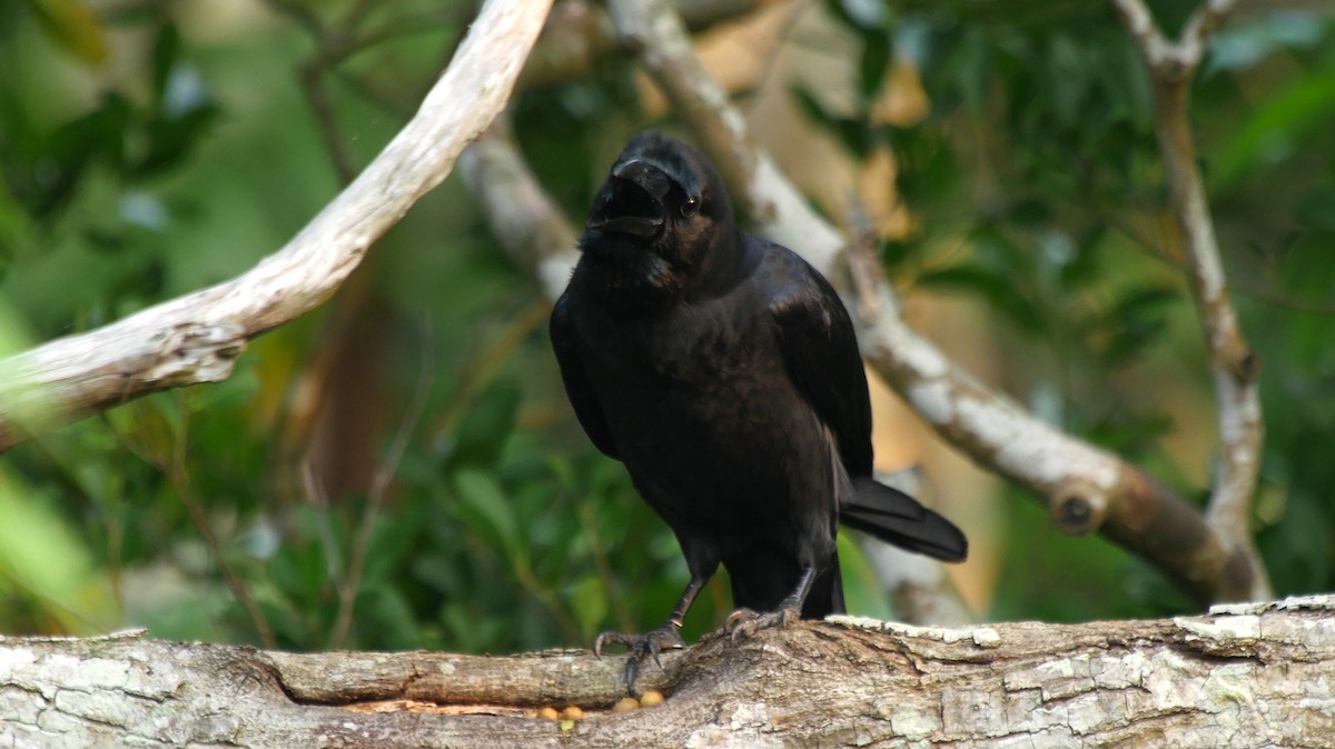 Large-billed Crow (Large-billed) - ML205040801