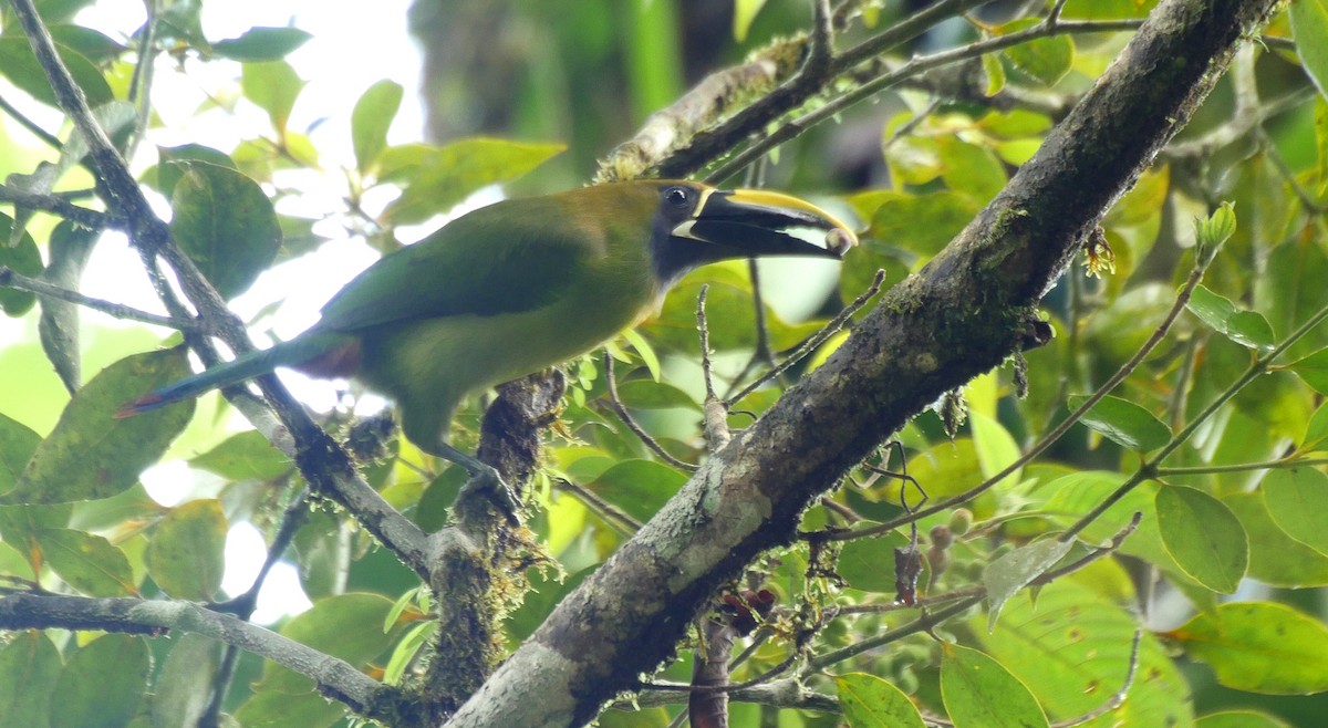 Northern Emerald-Toucanet (Blue-throated) - ML205040921