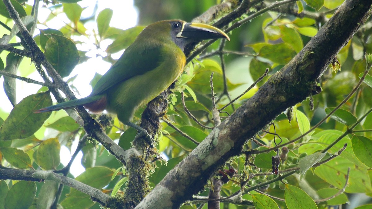 Northern Emerald-Toucanet (Blue-throated) - ML205040931