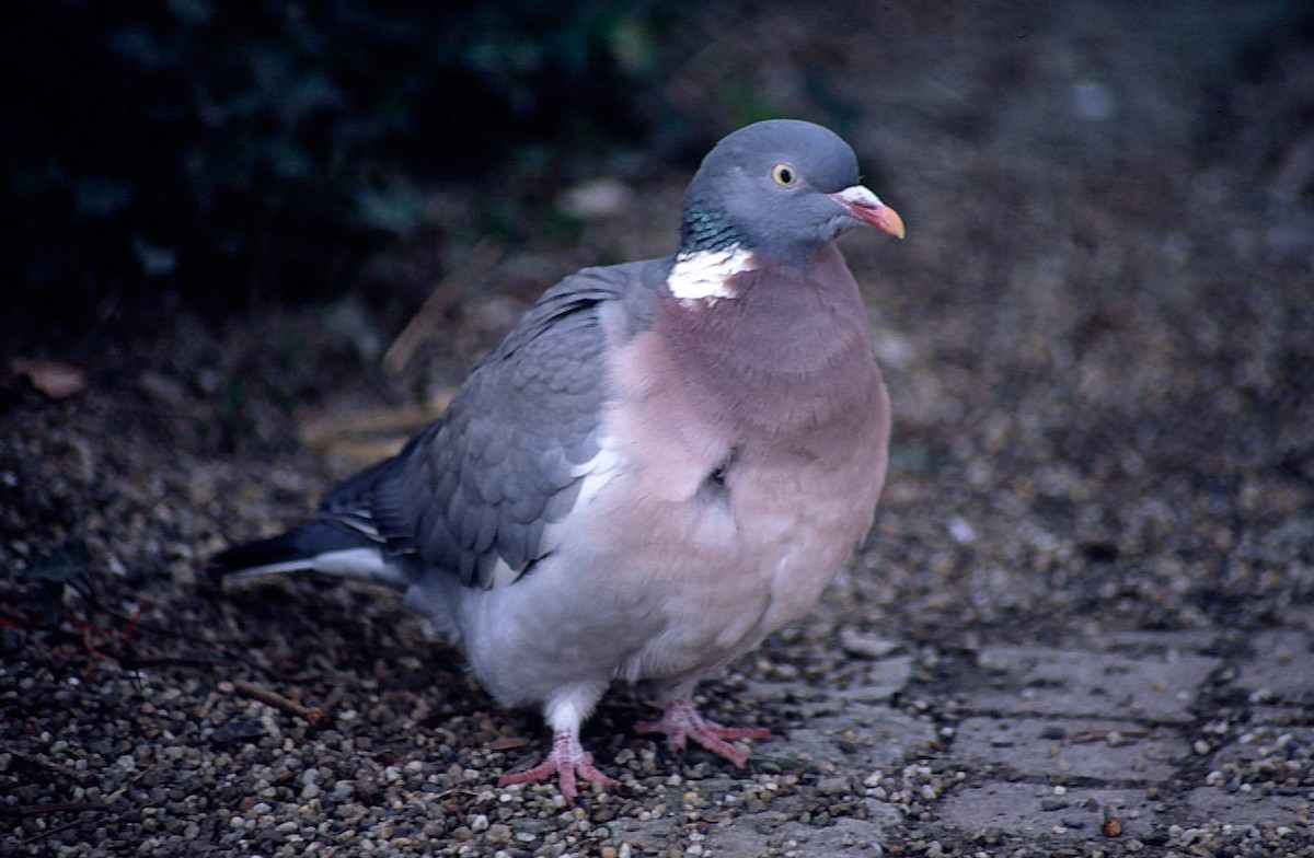 Common Wood-Pigeon (White-necked) - ML205041121