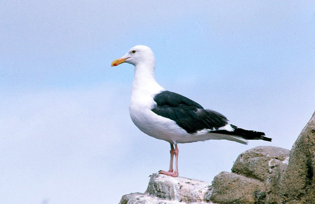 Western Gull - Josep del Hoyo