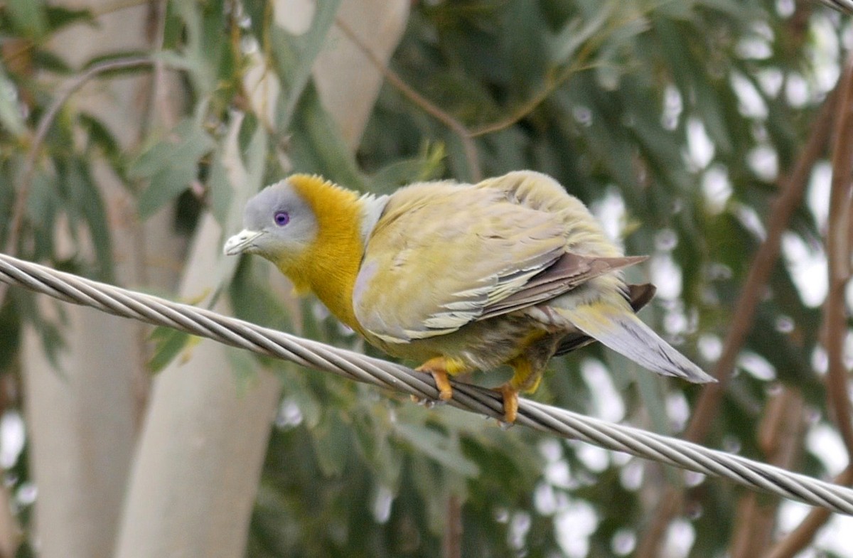 Yellow-footed Green-Pigeon - ML205041581